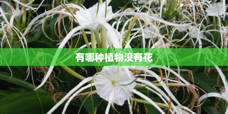 有哪种植物没有花