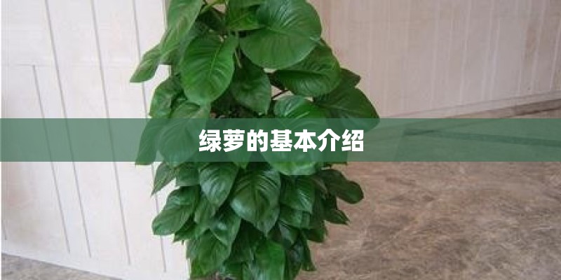 绿萝的基本介绍