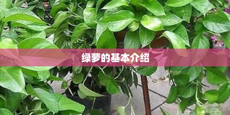 绿萝的基本介绍