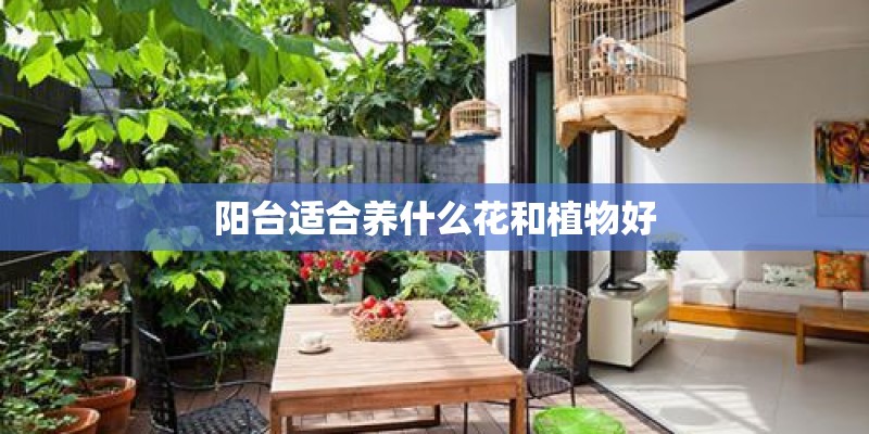 阳台适合养什么花和植物好