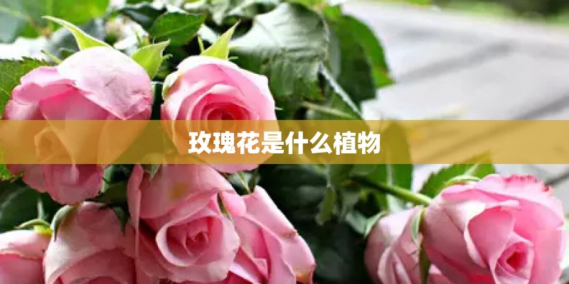 玫瑰花是什么植物
