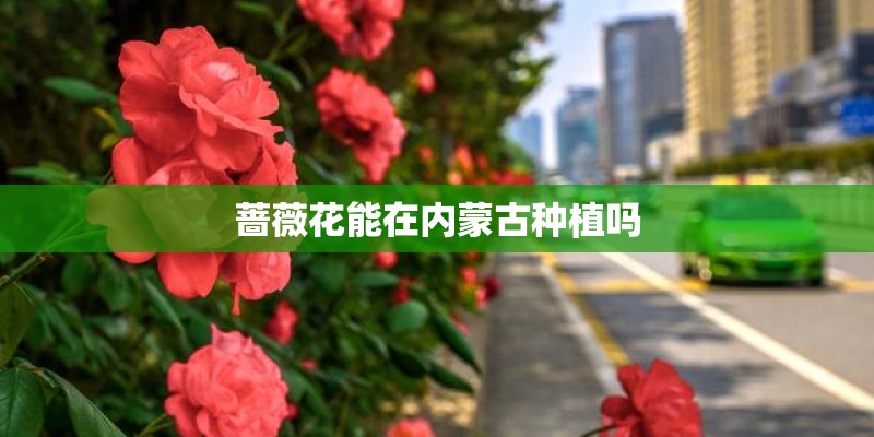 蔷薇花能在内蒙古种植吗