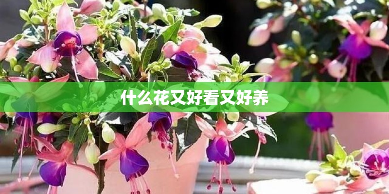 什么花又好看又好养