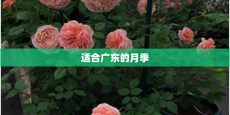 适合广东的月季