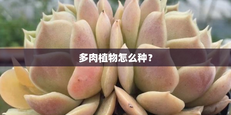 多肉植物怎么种？