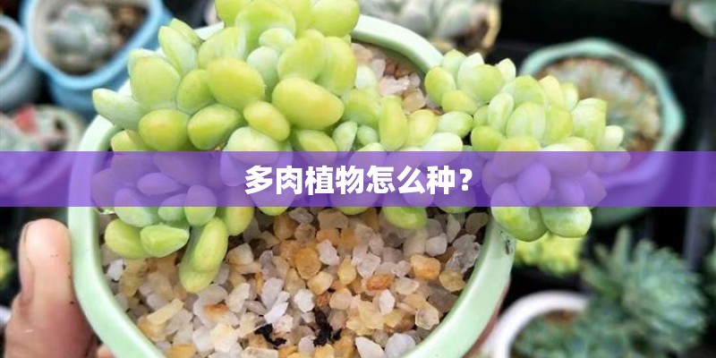 多肉植物怎么种？