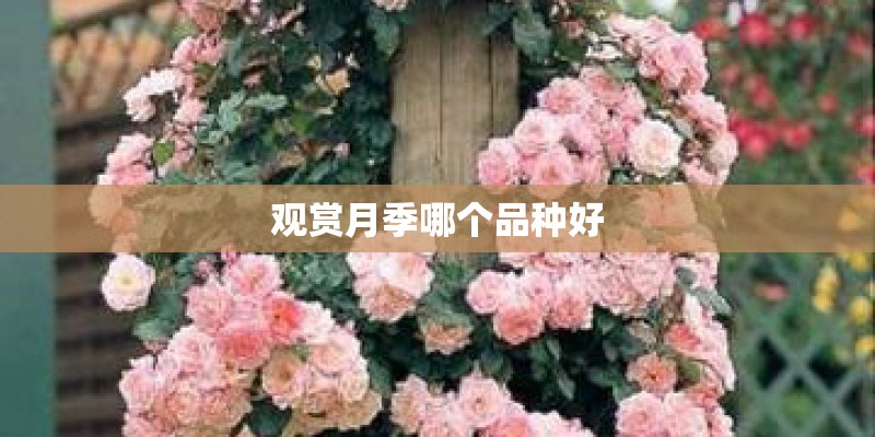 观赏月季哪个品种好
