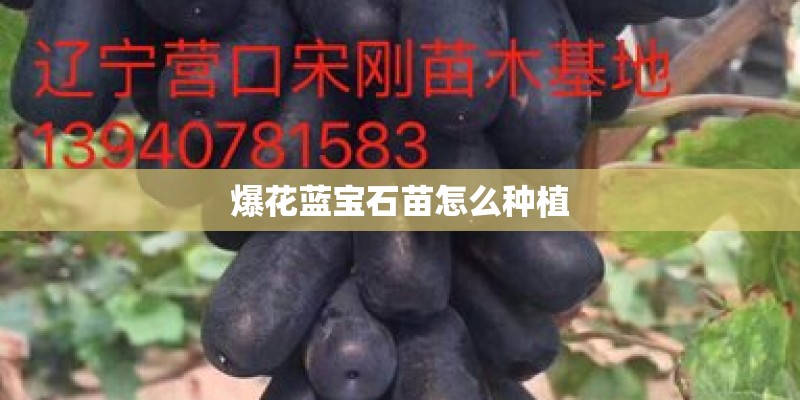 爆花蓝宝石苗怎么种植