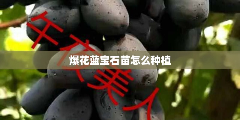 爆花蓝宝石苗怎么种植