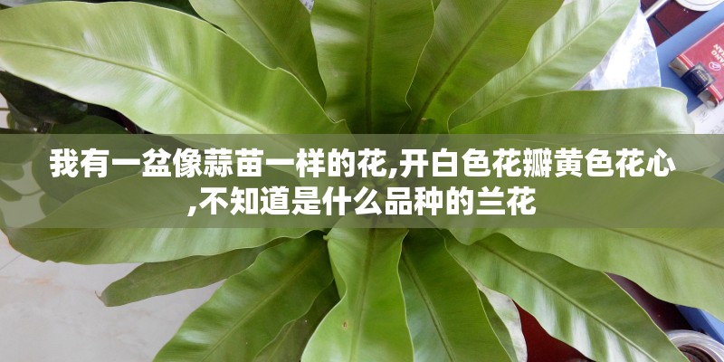我有一盆像蒜苗一样的花,开白色花瓣黄色花心,不知道是什么品种的兰花