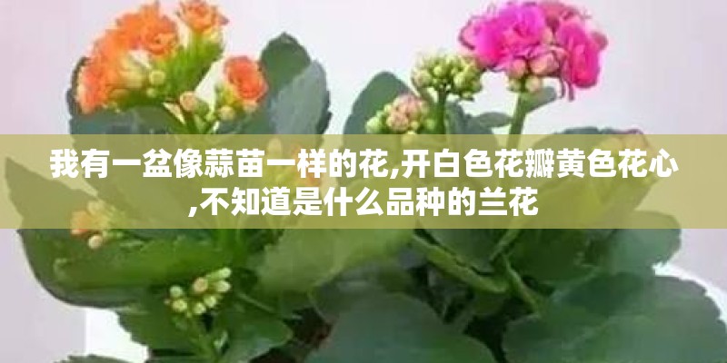 我有一盆像蒜苗一样的花,开白色花瓣黄色花心,不知道是什么品种的兰花