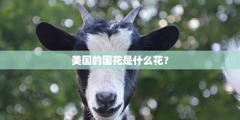 美国的国花是什么花？