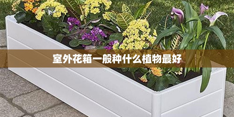 室外花箱一般种什么植物最好