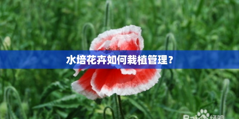 水培花卉如何栽植管理？