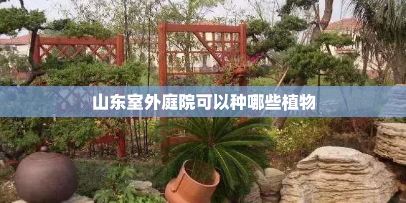 山东室外庭院可以种哪些植物