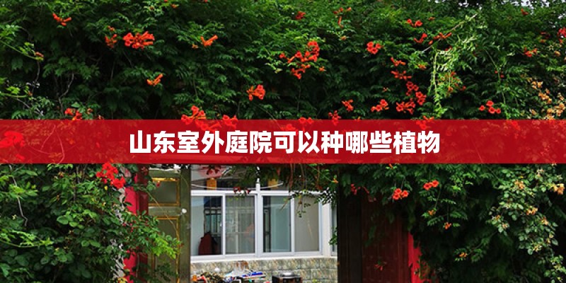 山东室外庭院可以种哪些植物