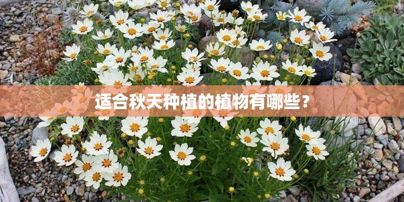适合秋天种植的植物有哪些？