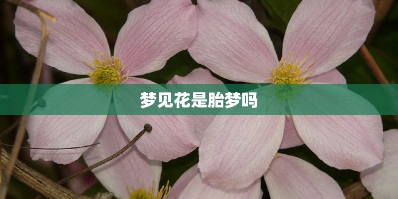 梦见花是胎梦吗