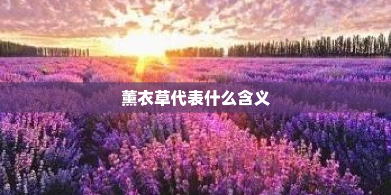 砂仁的苗木准备有几种方式？