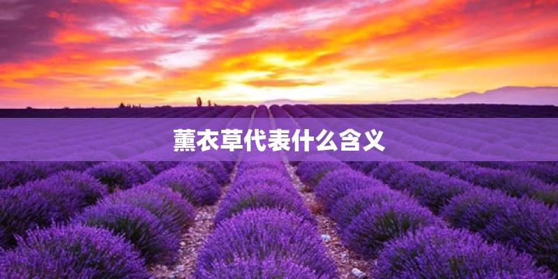 薰衣草代表什么含义