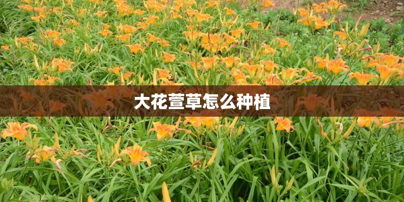 大花萱草怎么种植