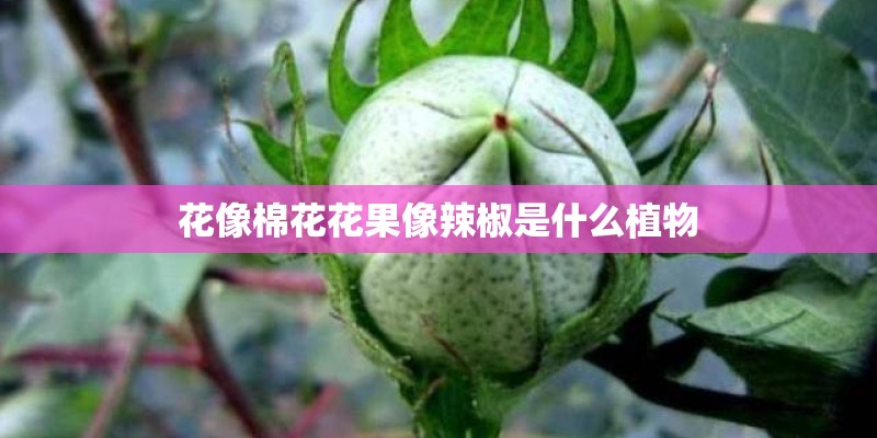 花像棉花花果像辣椒是什么植物 花像棉花花果像辣椒是什么植物