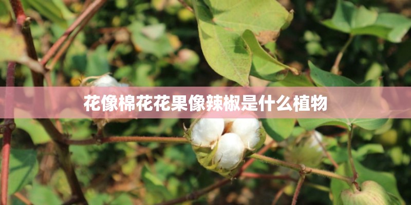 花像棉花花果像辣椒是什么植物 花像棉花花果像辣椒是什么植物
