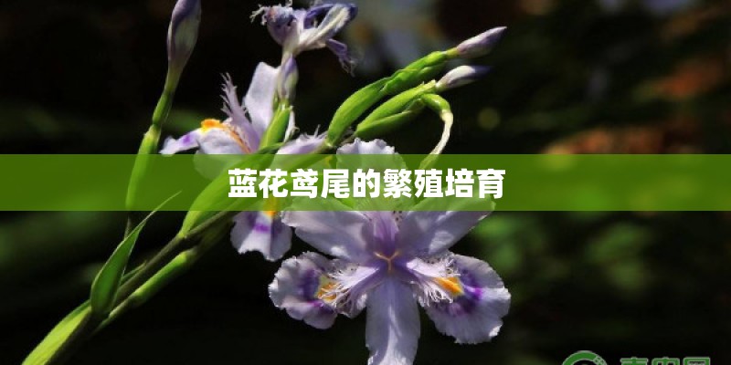 蓝花鸢尾的繁殖培育