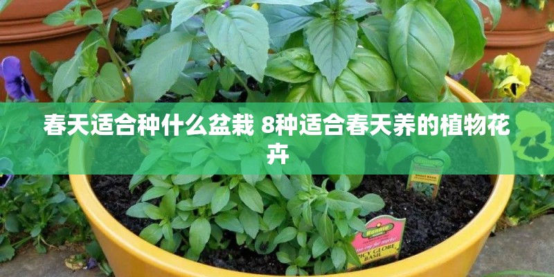 春天适合种什么盆栽 8种适合春天养的植物花卉