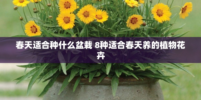 春天适合种什么盆栽 8种适合春天养的植物花卉