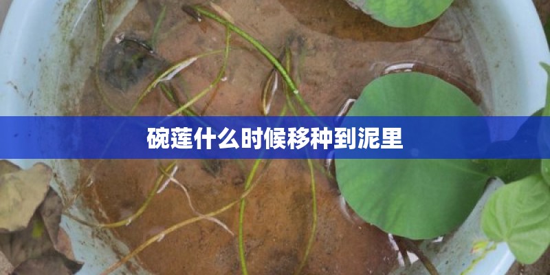 碗莲什么时候移种到泥里