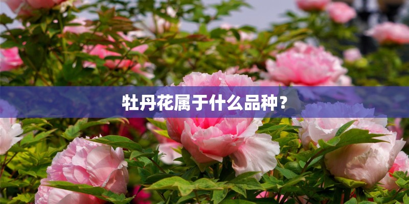 牡丹花属于什么品种？