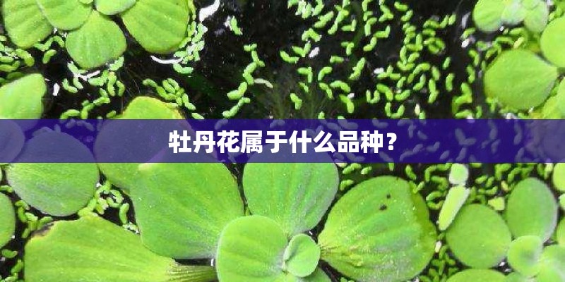 牡丹花属于什么品种？