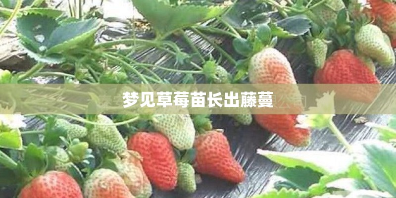 梦见草莓苗长出藤蔓