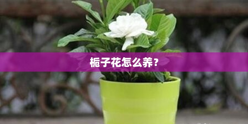 栀子花怎么养？
