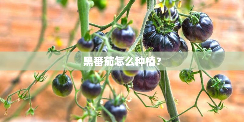 黑番茄怎么种植？