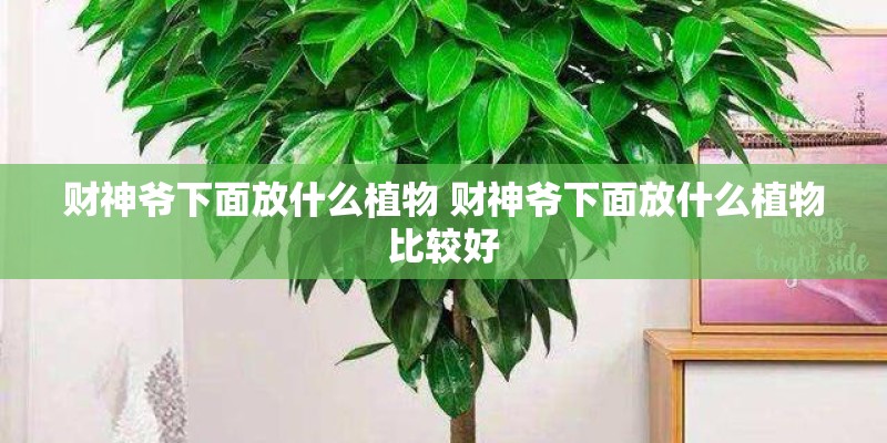 财神爷下面放什么植物 财神爷下面放什么植物比较好
