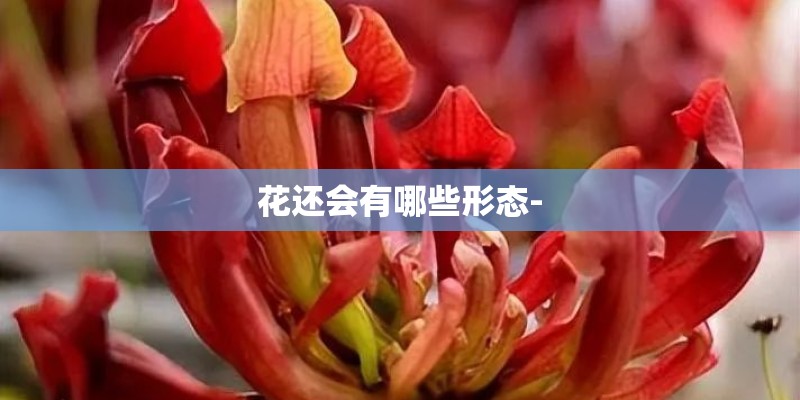 花还会有哪些形态-