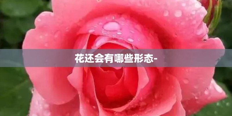 花还会有哪些形态-