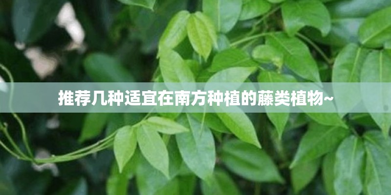 推荐几种适宜在南方种植的藤类植物~