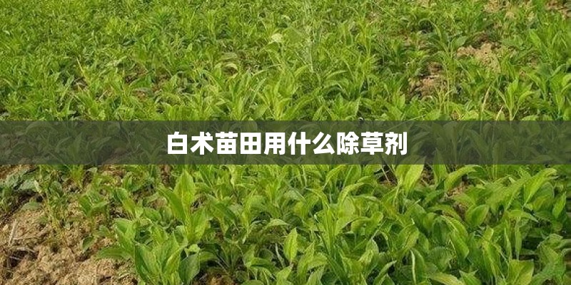 白术苗田用什么除草剂