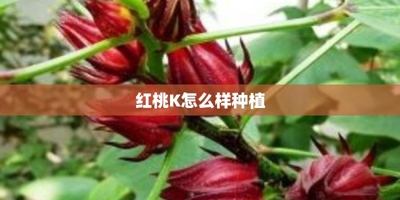 红桃K怎么样种植