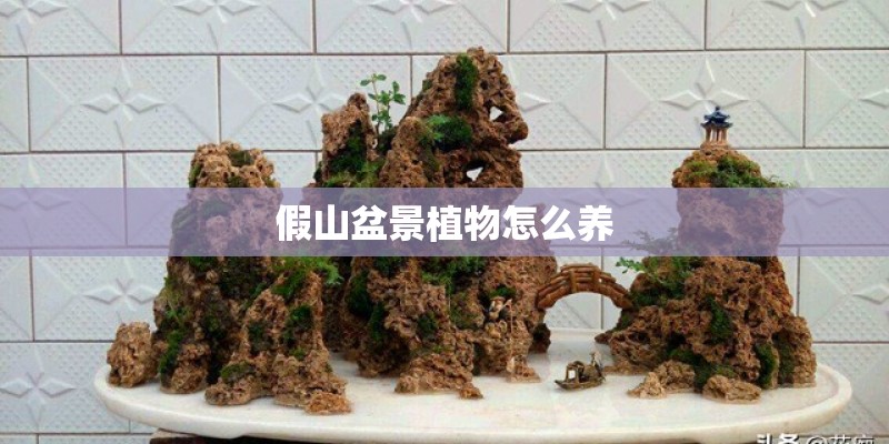 假山盆景植物怎么养