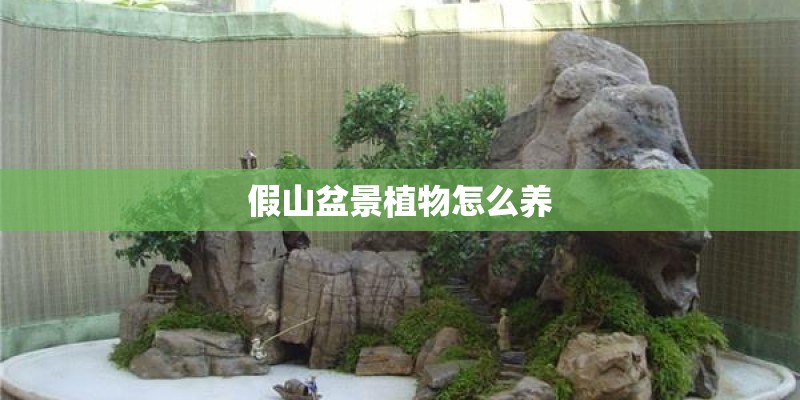假山盆景植物怎么养