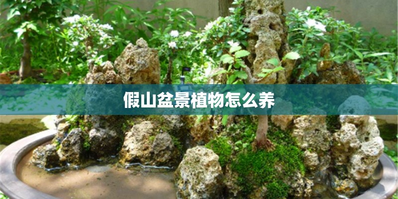 假山盆景植物怎么养