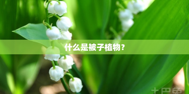 什么是被子植物？
