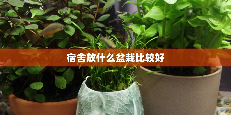 宿舍放什么盆栽比较好