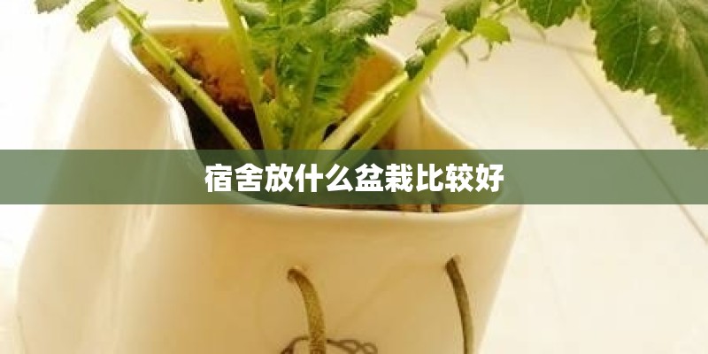 宿舍放什么盆栽比较好