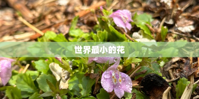 世界最小的花