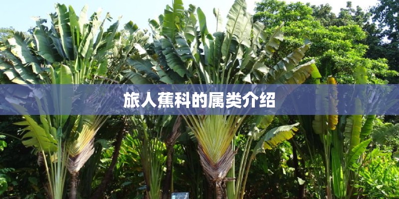 旅人蕉科的属类介绍